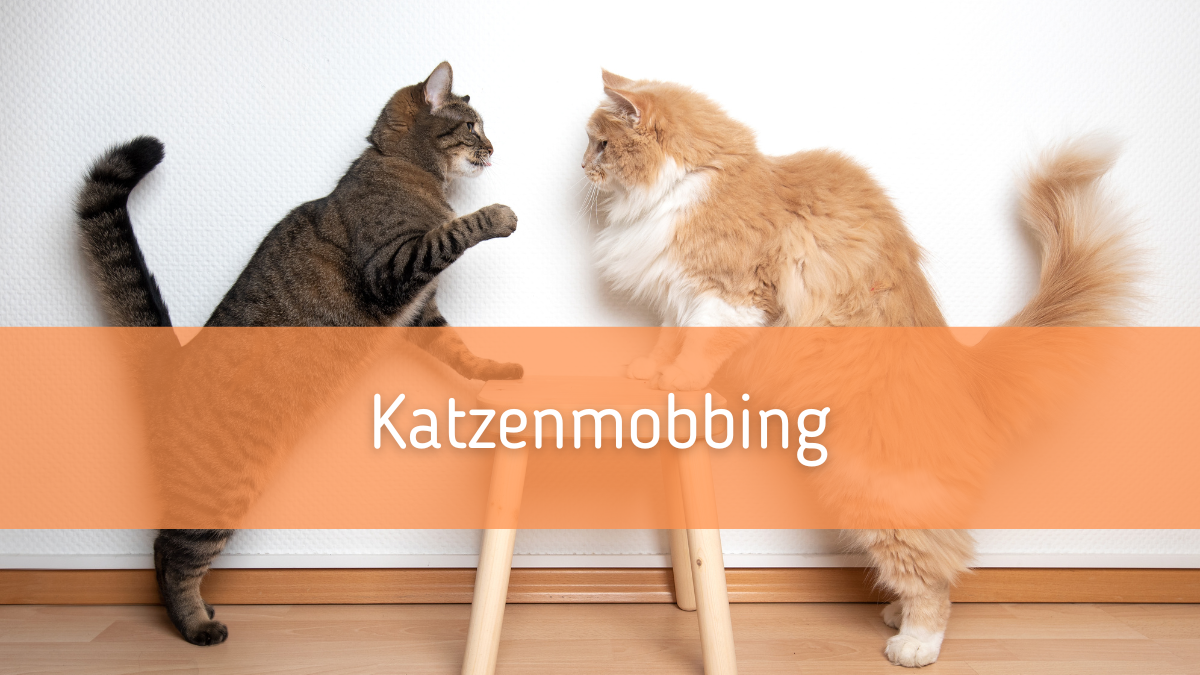 Katzenmobbing