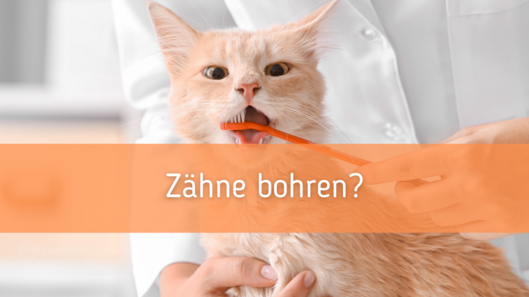 Zähne bohren bei der Katze?