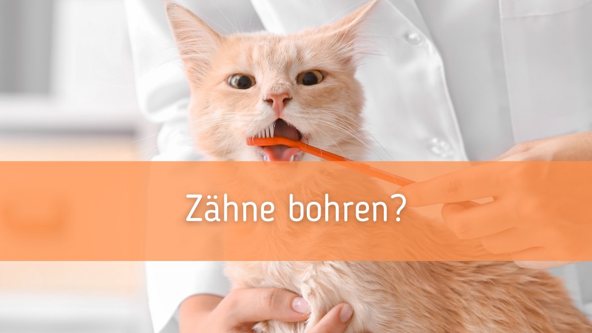 Zähne bohren bei der Katze?