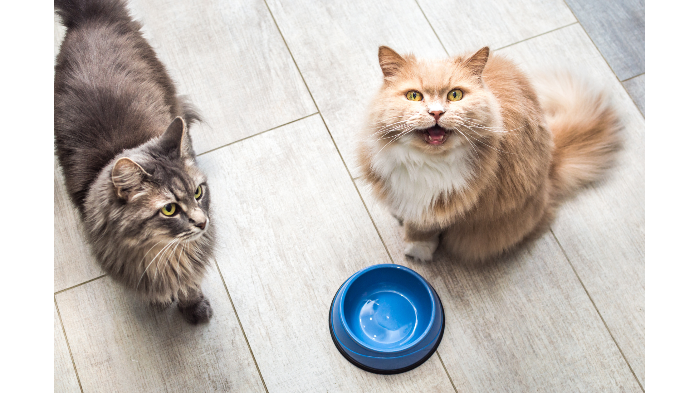Erfolgreiche Futterumstellung bei deiner Katze: Der Weg zu einer gesunden Ernährung