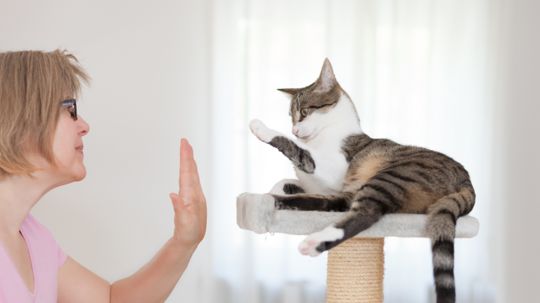 Klickertraining mit Katzen: Eine effektive und spaßige Methode für jede Katze